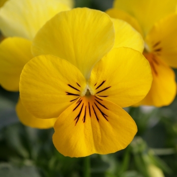 Виола рогатая (Viola cornuta)