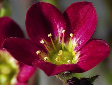 Камнеломка Арендса (Saxifraga arendsii)