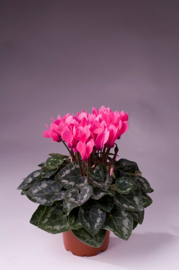 Цикламен персидский (Cyclamen persicum)