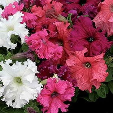 Петуния крупноцветковая (Petunia grandiflora)