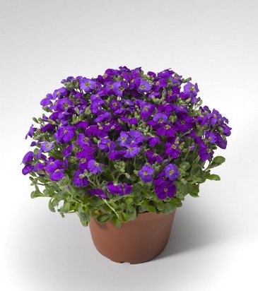 Аубриета гибридная (Aubrieta hybrida)