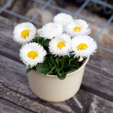 Маргаритка многолетняя (Bellis perennis)