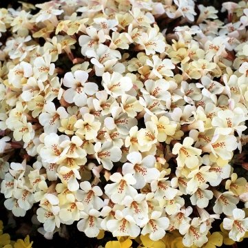 Губастик гибридный (Mimulus x hybrida)