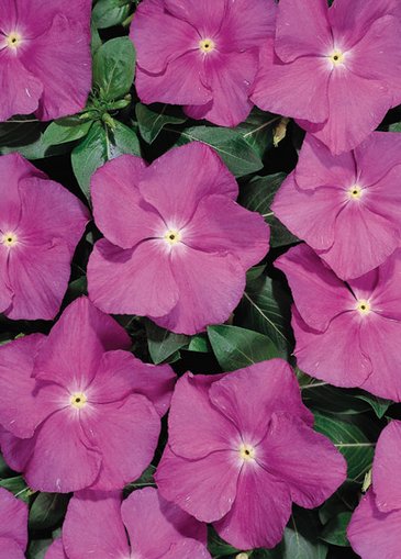 Катарантус розовый (Vinca rosea)
