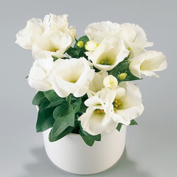 Лизиантус (Эустома) крупноцветковый (Lisianthus grandiflorum)