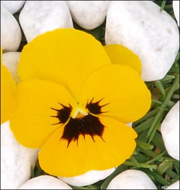 Виола гибридная (Viola wittrockiana x cornuta)