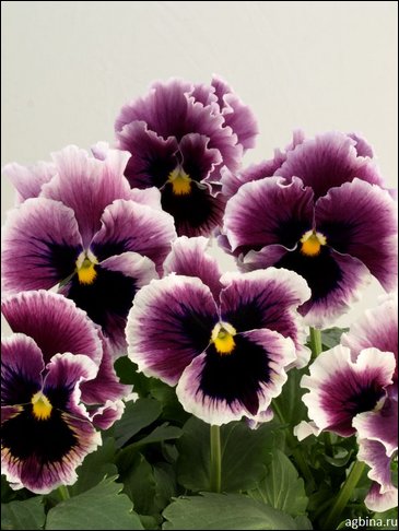 Виола Виттрока бахромчатая (Viola wittrockiana)