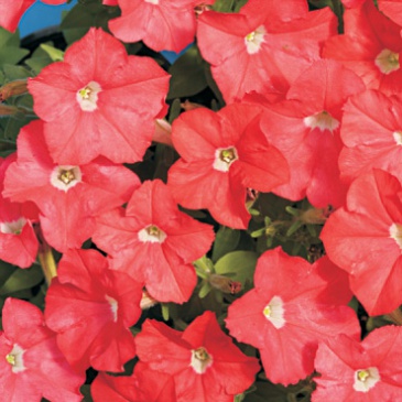 Петуния мелкоцветковая (Petunia milliflora)