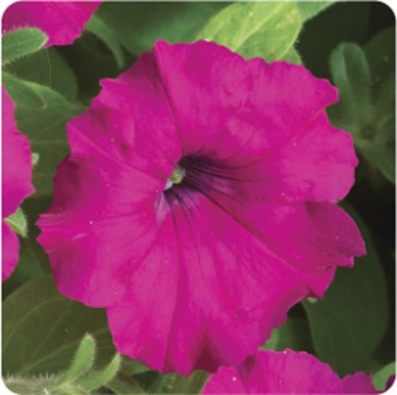 Петуния ампельная гибридная (Petunia x hybrida)