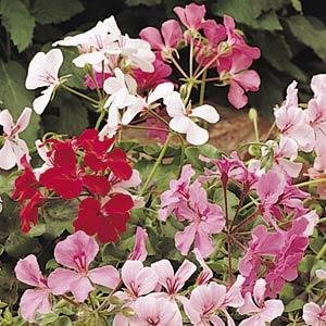 Пеларгония плющелистная (Pelargonium peltatum)