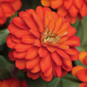 Цинния мариландская (Zinnia marylandica)