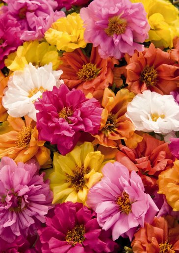 Портулак крупноцветковый (Portulaca grandiflora)