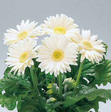 Гербера Джемсона (Gerbera jamesonii)