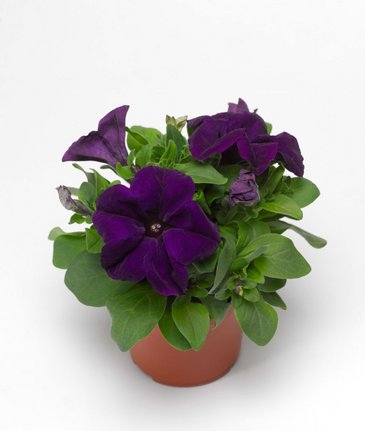 Петуния крупноцветковая (генетически компактная) (Petunia grandiflora)