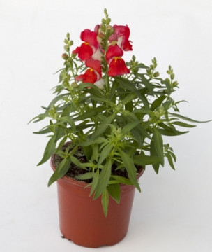 Львиный зев (Антирринум) большой (Antirrhinum majus)