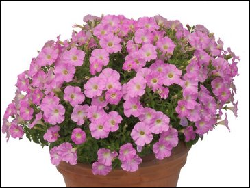 Петуния ампельная гибридная (Petunia x hybrida)