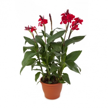 Канна садовая (Canna generalis)