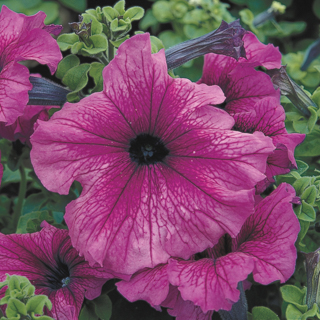 Петуния крупноцветковая (Petunia grandiflora)