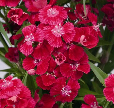 Гвоздика китайская х турецкая (Dianthus chinensis x barbatus)