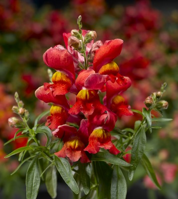 Львиный зев (Антирринум) большой (Antirrhinum majus)