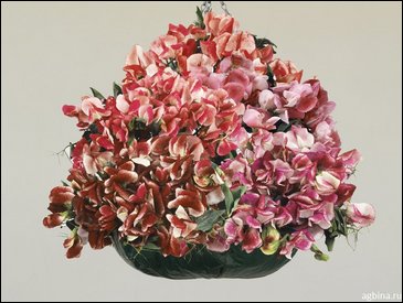 Горошек душистый (Lathyrus odoratus)