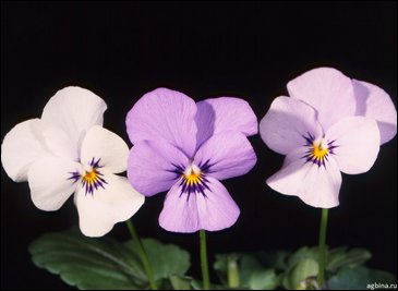 Виола рогатая (Viola cornuta)