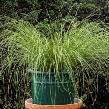 Осока власовидная (Carex comans)