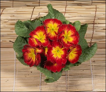 Примула бесстебельная (Primula acaulis)