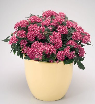 Пентас ланцетовидный (Pentas lanceolata)