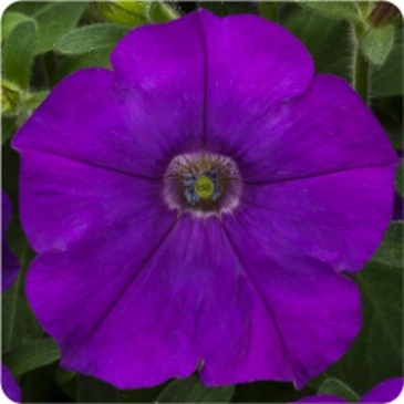 Петуния ампельная гибридная (Petunia x hybrida)