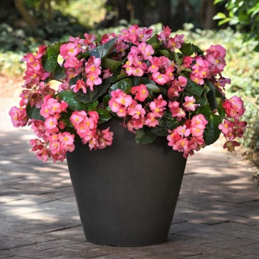 Бегония гибридная (зеленая листва) (Begonia hybrida)