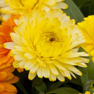Календула лекарственная (Calendula officinalis)