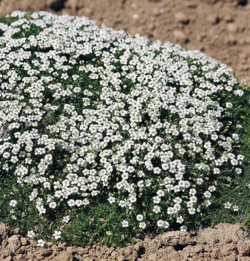 Мшанка шиловидная (Sagina subulata)