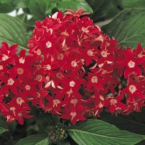 Пентас ланцетовидный (Pentas lanceolata)