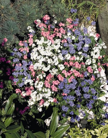 Незабудка лесная (Myosotis sylvatica)