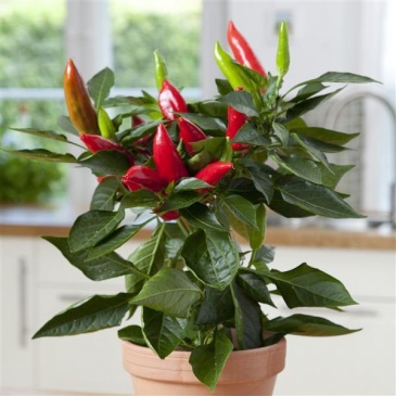 Перец летний (Capsicum annuum)