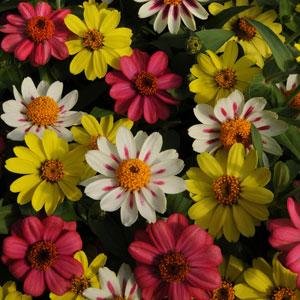 Цинния мариландская (Zinnia marylandica)