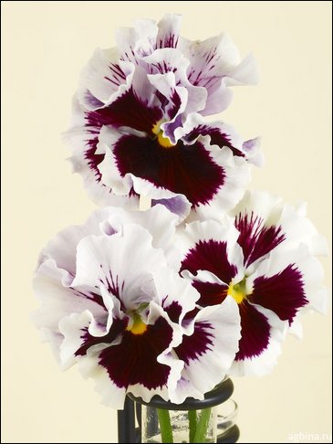 Виола Виттрока бахромчатая (Viola wittrockiana)