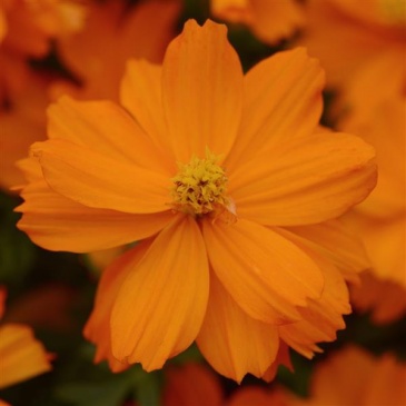 Космея сернисто-желтая (Cosmos sulphureus)
