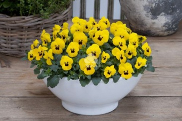 Виола рогатая (Viola cornuta)