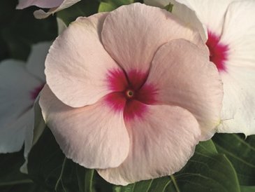 Катарантус розовый ампельный (Vinca rosea)