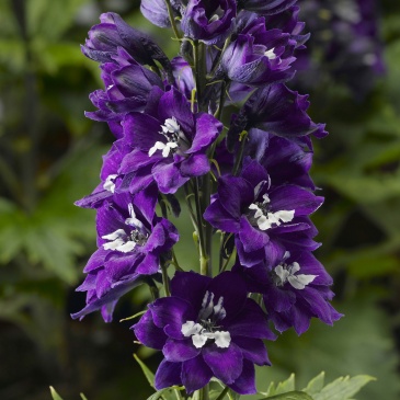 Дельфиниум высокий (генетически компактный) (Delphinium elatum)