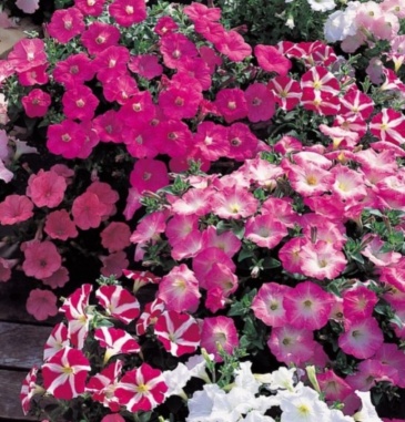 Петуния многоцветковая (Petunia multiflora)