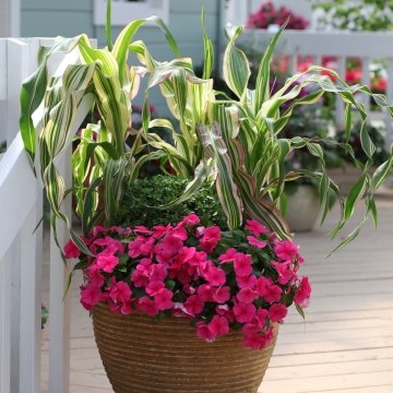 Кукуруза (Zea mays)