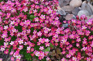 Камнеломка Арендса (Saxifraga arendsii)