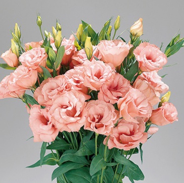 Лизиантус (Эустома) крупноцветковый (Lisianthus grandiflorum)