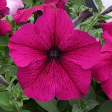 Петуния крупноцветковая (Petunia grandiflora)