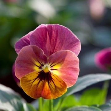 Виола рогатая (Viola cornuta)