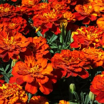 Бархатцы отклоненные (Tagetes patula)