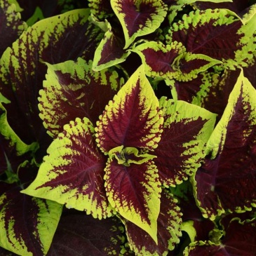 Колеус гибридный (Coleus х hybrida)